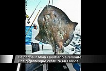 Découvrez l'étrange monstre marin remonté à la surface par le pêcheur Mark Quartiano.
